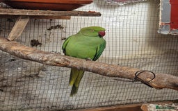 Ringnecks birds for sale: Adult Ringnecks - Image 3