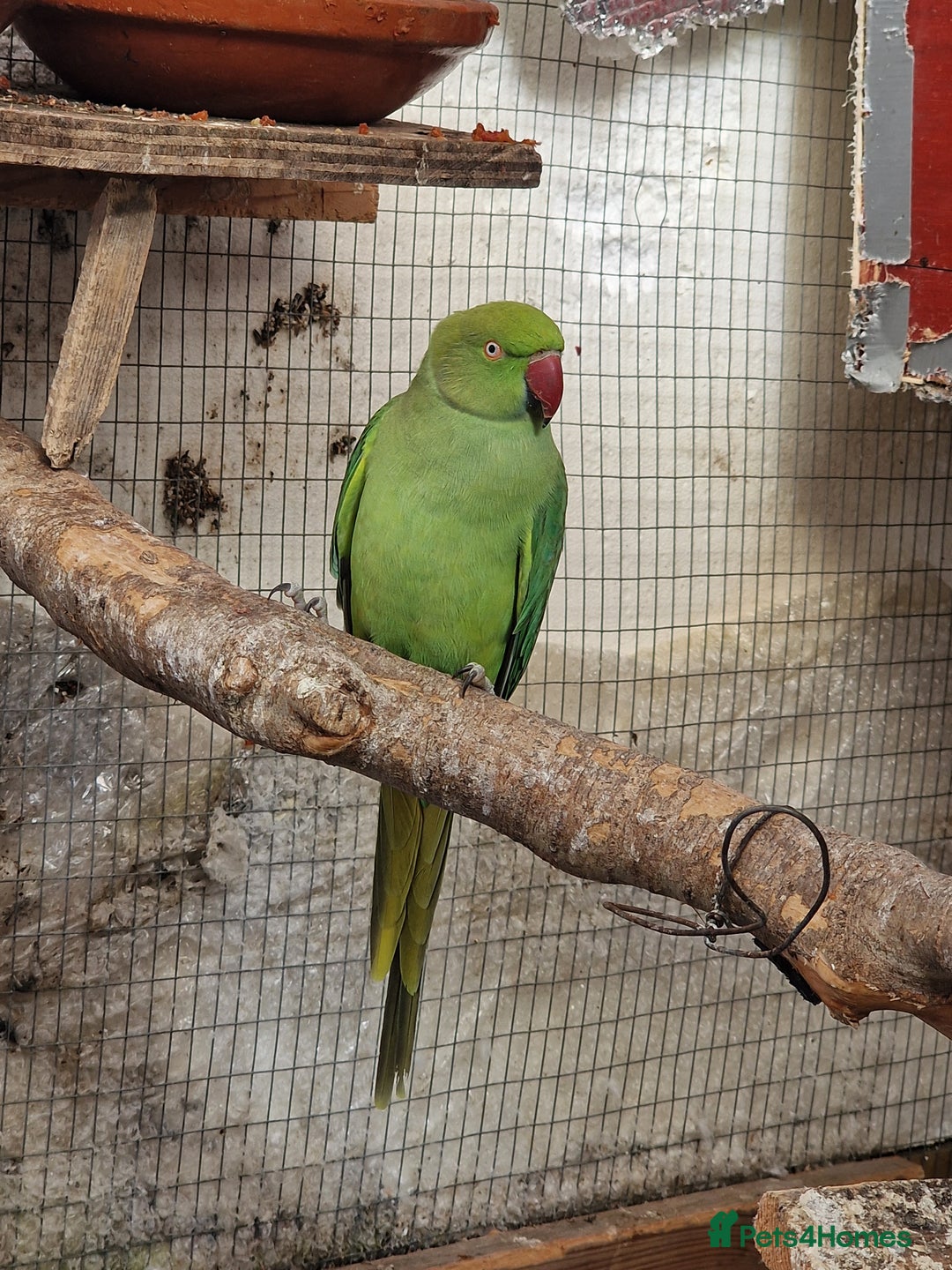 Ringnecks birds for sale: Adult Ringnecks - Image 3