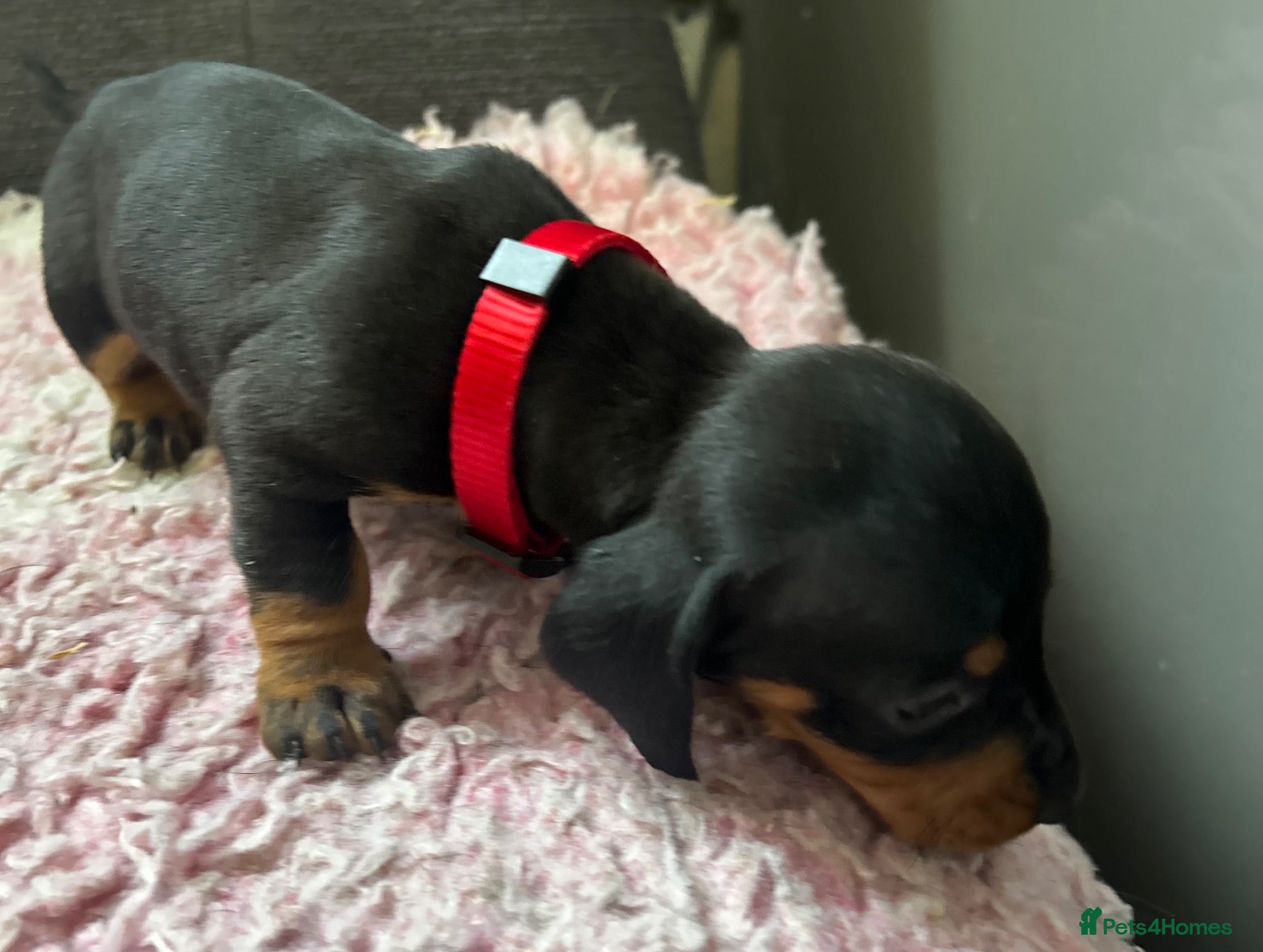 Dachshund dogs CHAMPION LINES - STANDARD KC SMOOTH DACHSHUNDS  - Advert 1