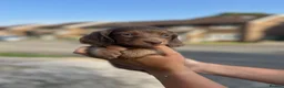 Miniature Dachshund dogs for sale: ✨KC PRA CLEAR miniature longhair dachshund  - Advert 4