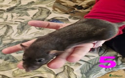 Rat rodents for sale: 9 beautiful girls - Image 17