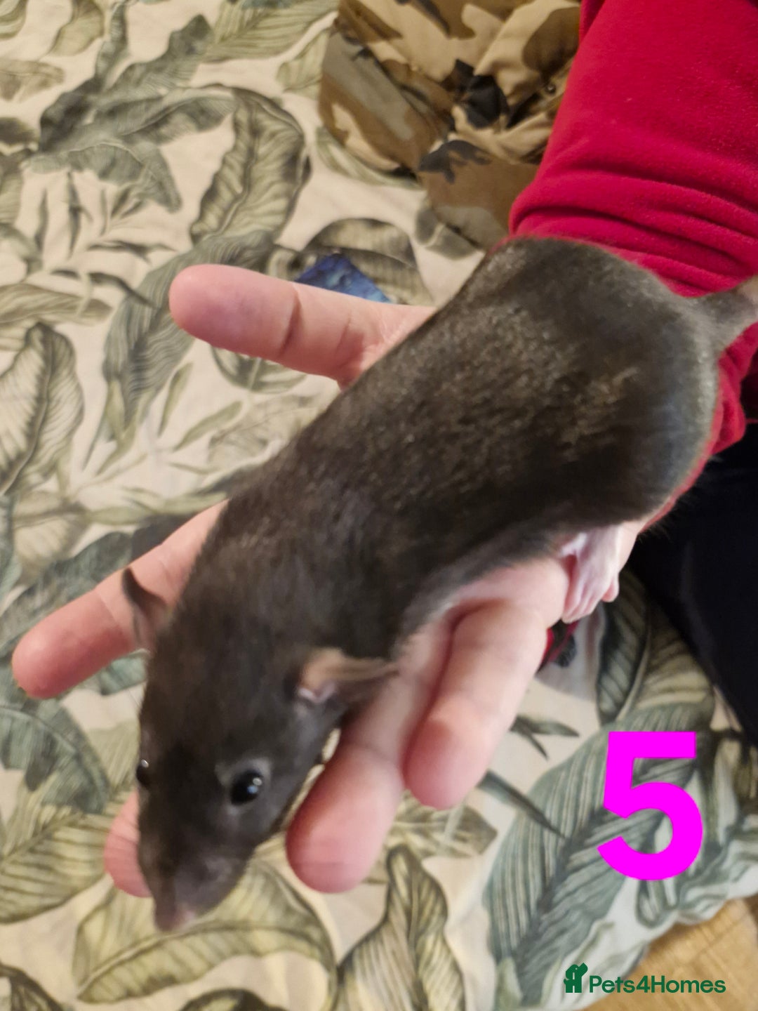 Rat rodents for sale: 9 beautiful girls - Image 17