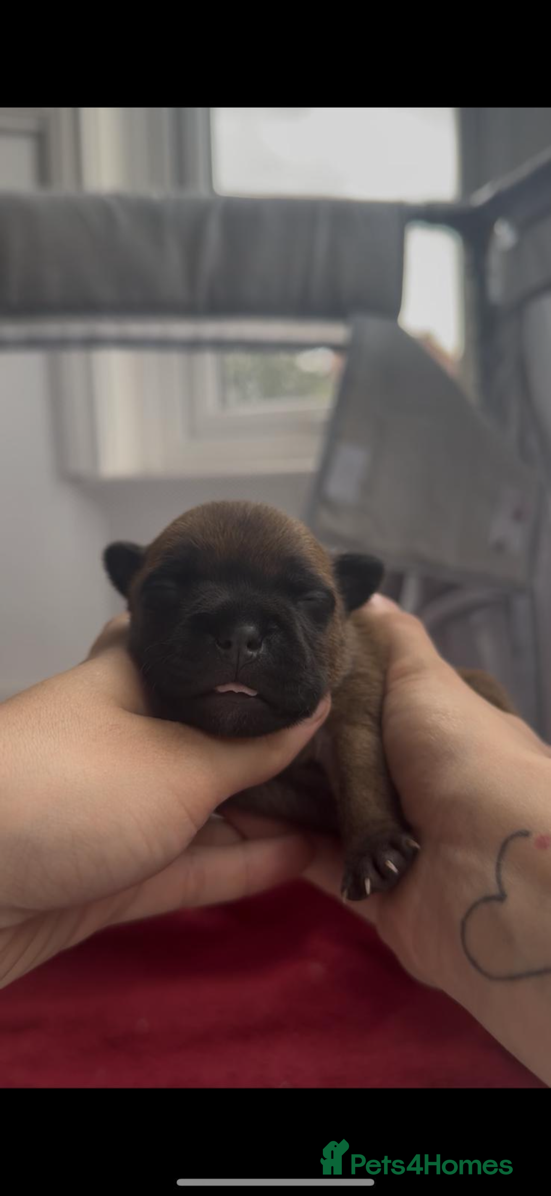 Staffordshire Bull Terrier dogs for sale: Red KC Reg Staffordshire Bull Terrier✨ - Image 2