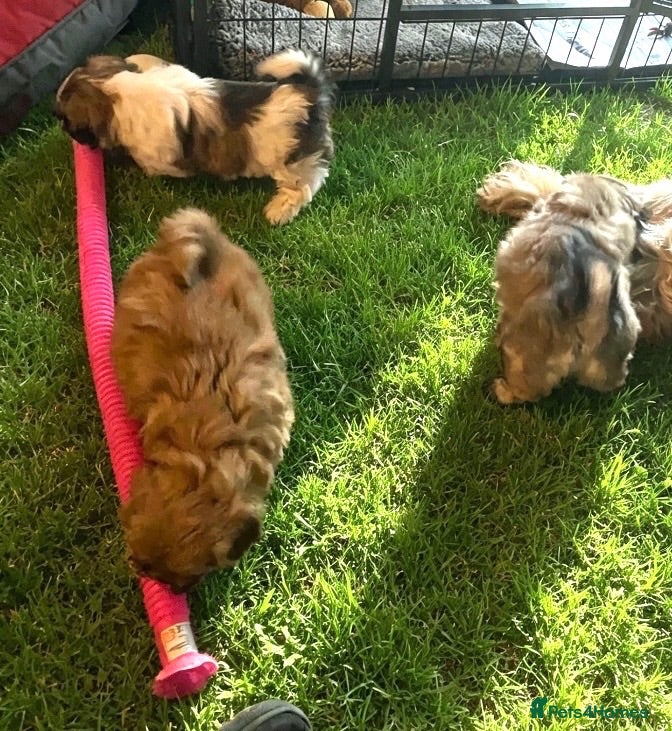 Mixed Breed dogs MALSHI-POOS -LOVELY FAMILY PET /COMPANION DOGS - Advert 2