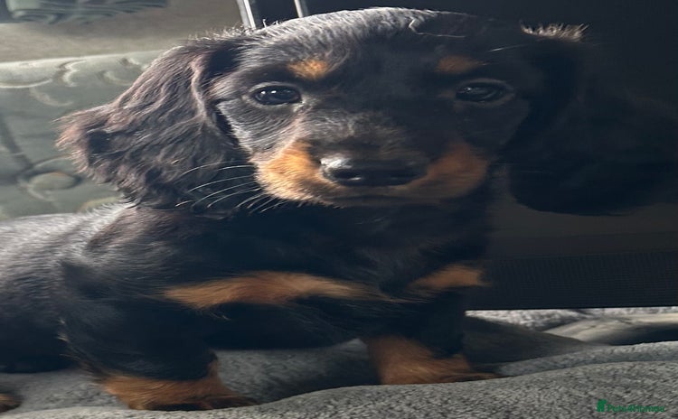 Dachshund dogs - Advert 2