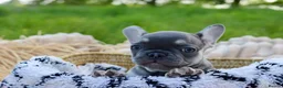 French Bulldog dogs for sale: KC Lilac, Black Tan French Bulldog - Advert 16