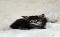 Maine Coon cats for sale: KING-SIZE MAINE COON CUBS HEALTH TESTED - Image 15