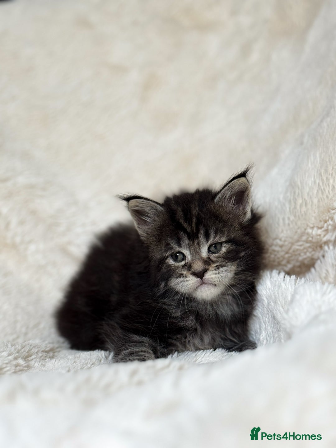 Maine Coon cats for sale: KING-SIZE MAINE COON CUBS HEALTH TESTED - Image 15
