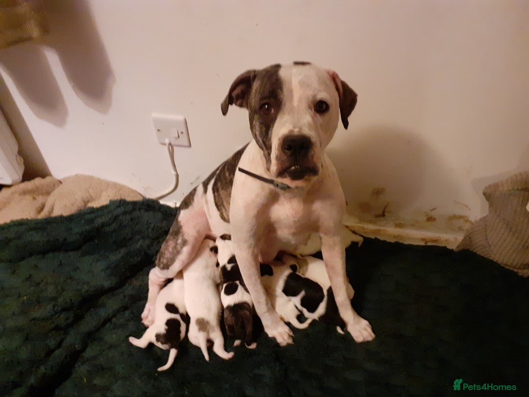 Mixed Breed dogs for sale: American Bulldog puppies - Image 8