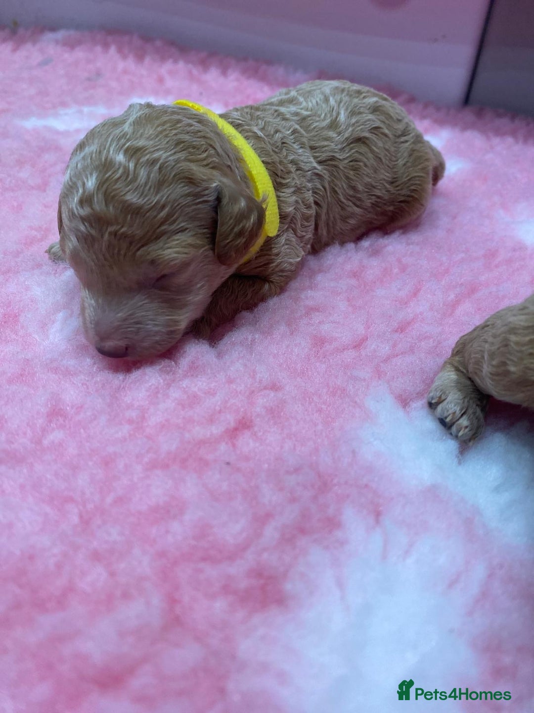 Labradoodle dogs for sale: Multi- Generation Toy/Mini parti Labradoodles   - Advert 8