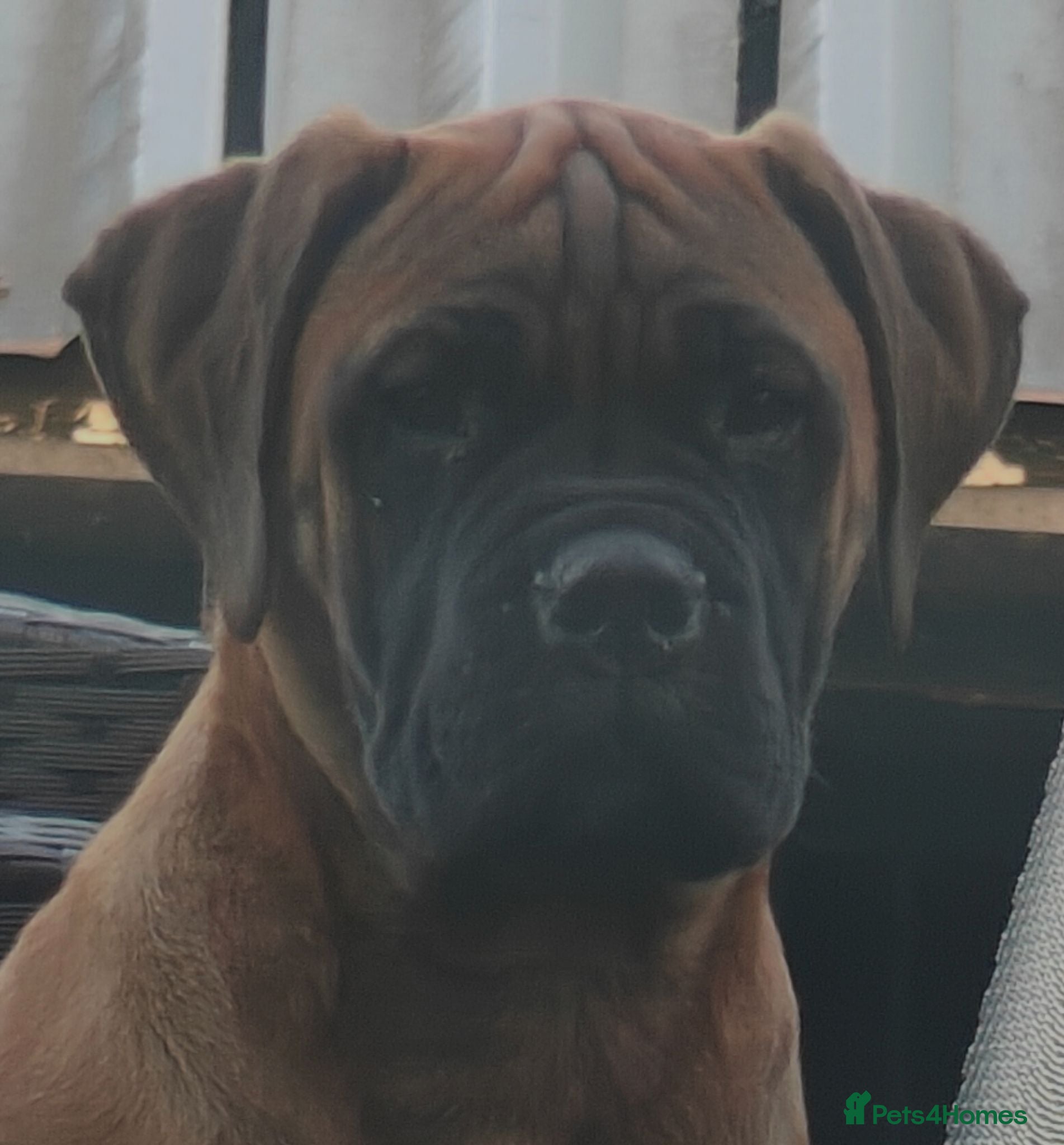 Bullmastiff dogs Kc reg red  bullmastiff bitch 13 weeks available  - Advert 1
