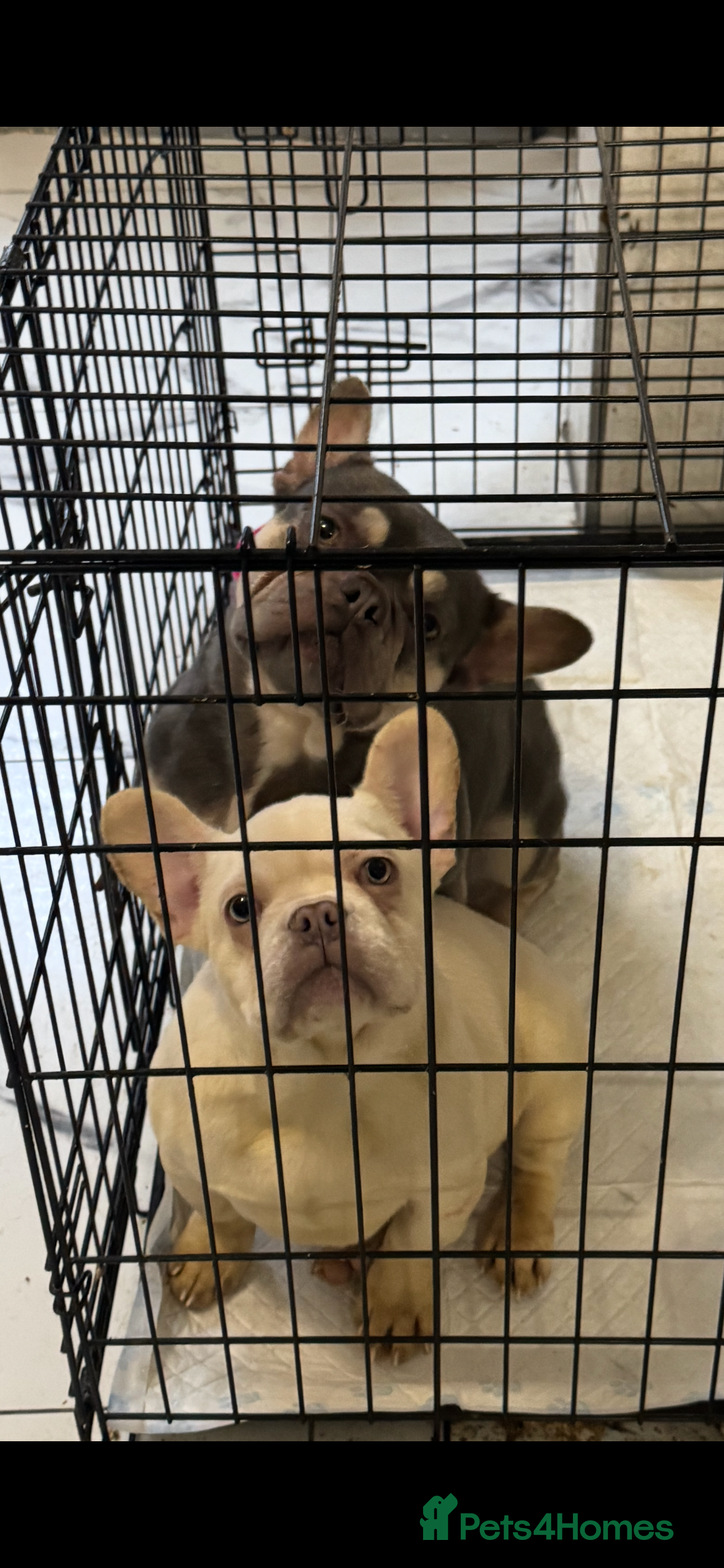 French Bulldog dogs Beautiful fluffy/ fluffy carrier Frenchie pups  - Advert 6