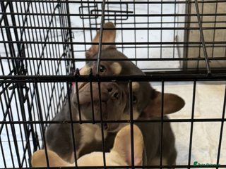 French Bulldog dogs Beautiful fluffy/ fluffy carrier Frenchie pups - Advert 10