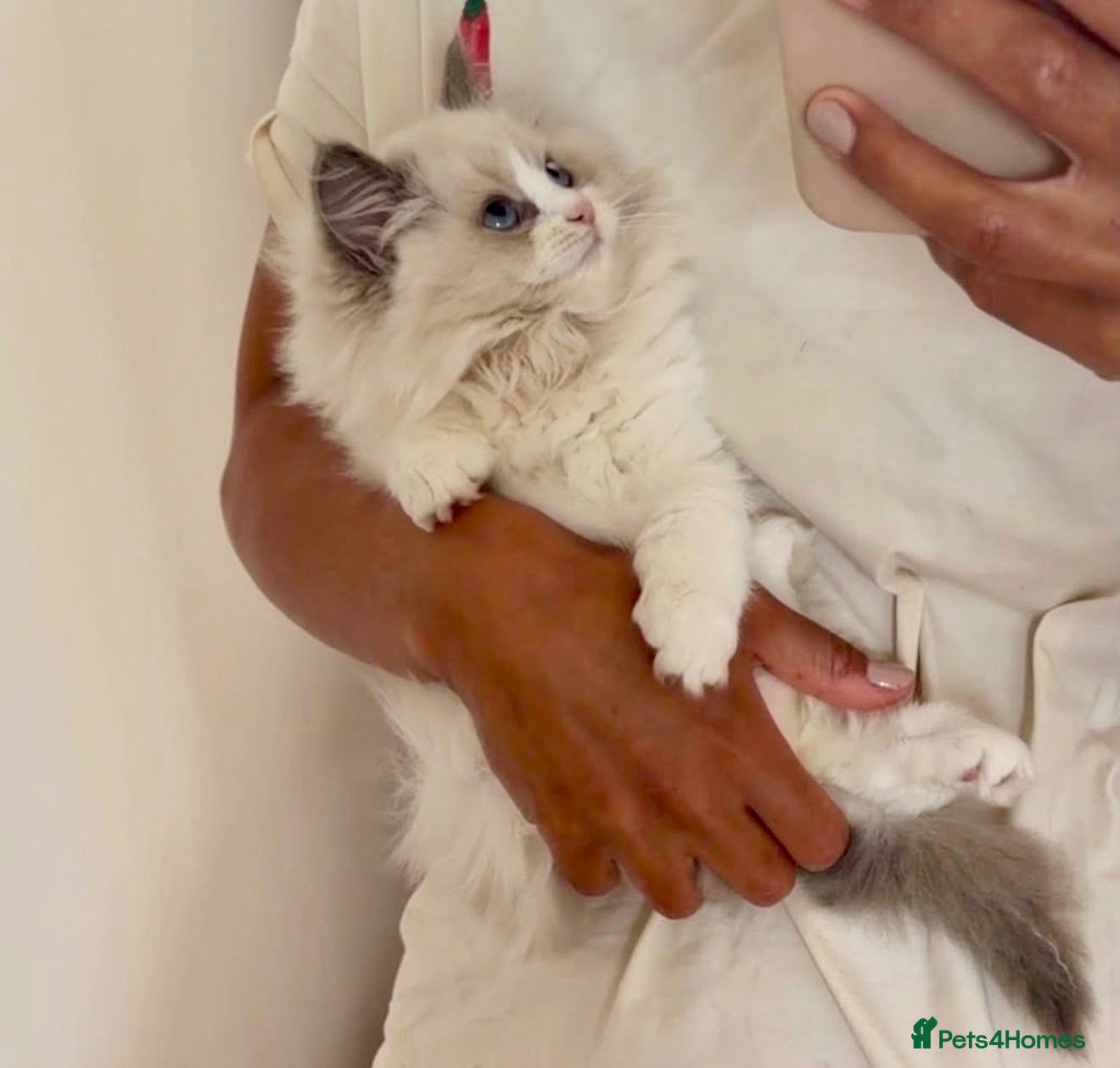 Ragdoll cats 🏆 RAGDOLL KITTENS SHOW QUALITY 🏆 - Advert 2
