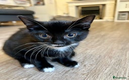 Japanese Bobtail cats for sale: Japanese Bobtail baby girl kitten! - Image 3