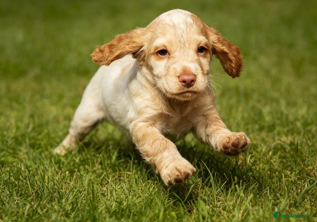 Cocker Spaniel dogs Red Roan Boy available  - Advert 2