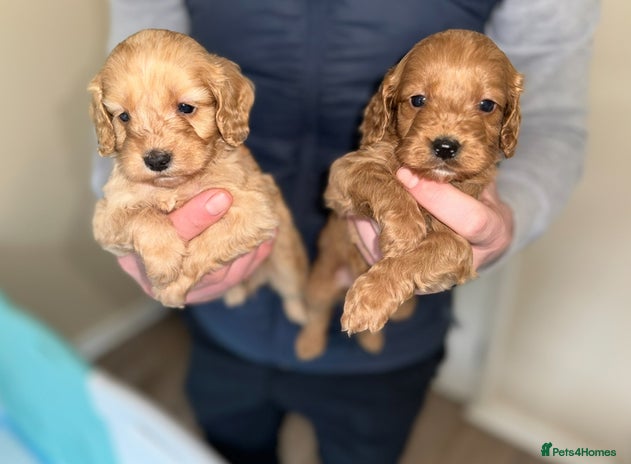 Cockapoo dogs - Advert 1