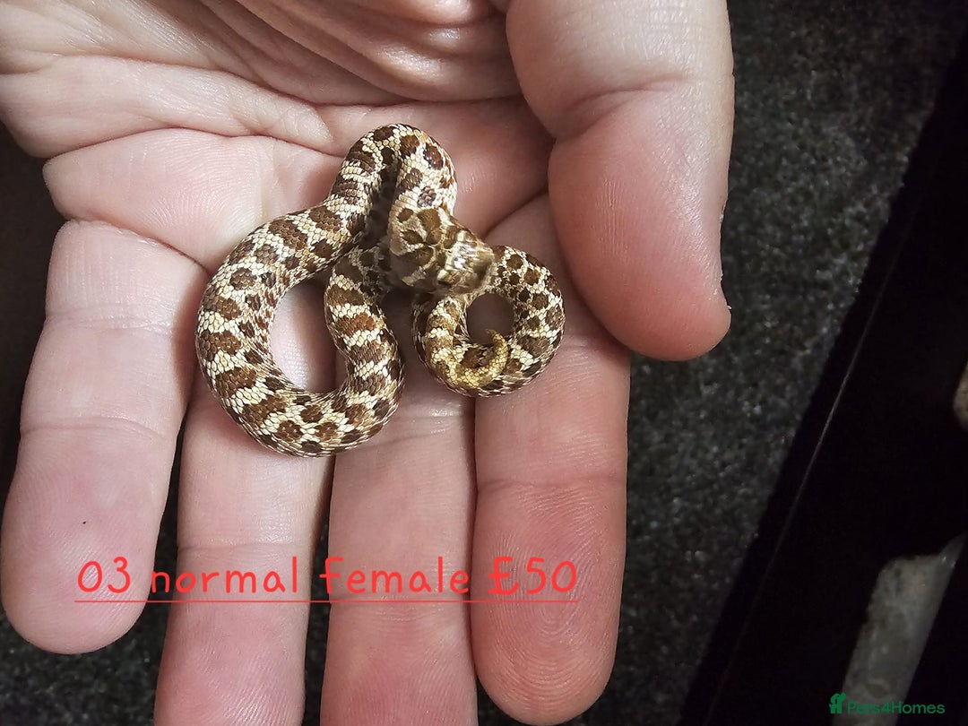Snake reptiles for sale: Western Hognose Snakes Cb25 - Image 12