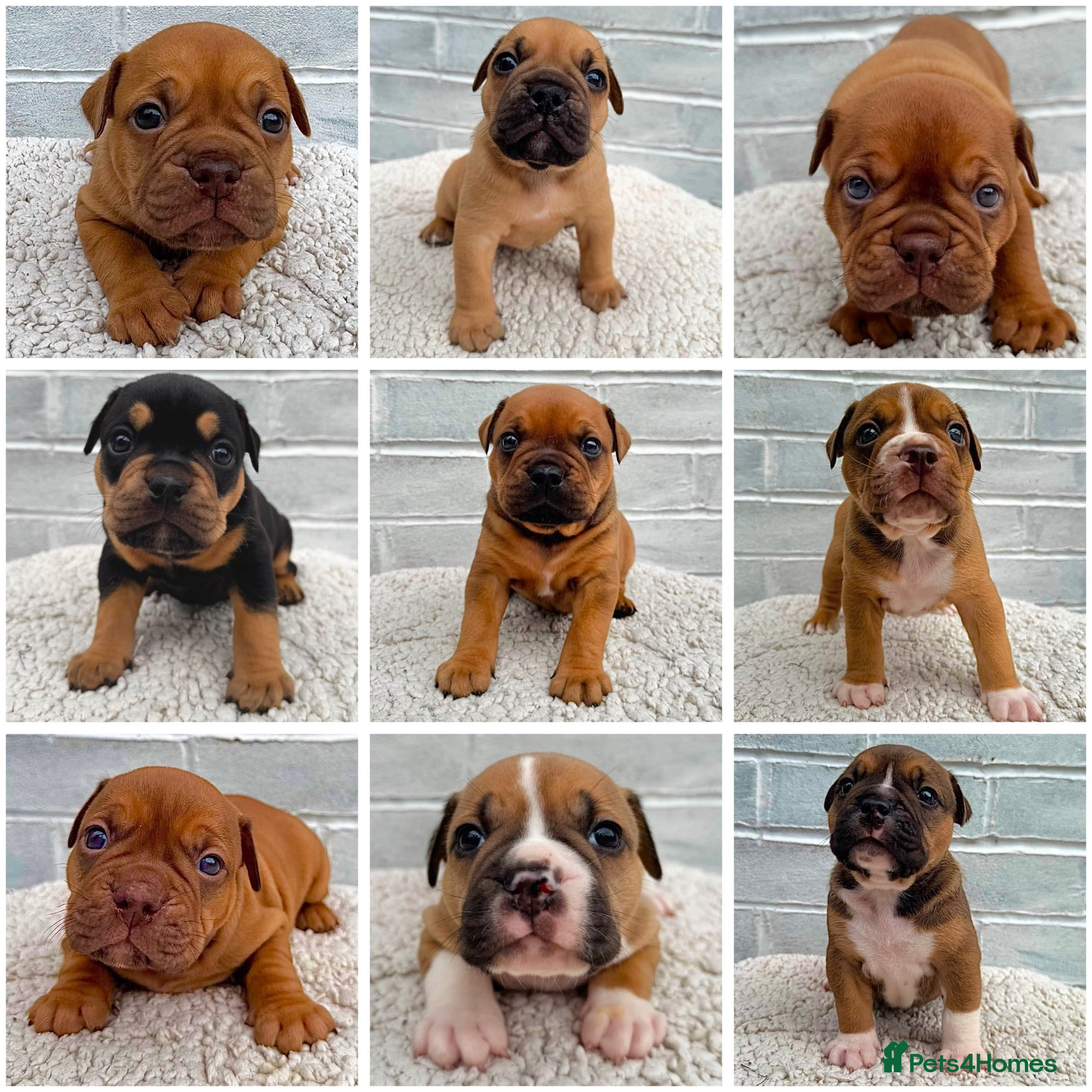 Olde English Bulldogge dogs Champion, Health Tested Parents, OEB puppies - Advert 1