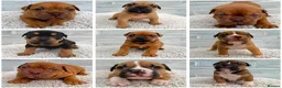 Olde English Bulldogge dogs for sale: Champion, Health Tested Parents, OEB puppies in Normanton - Advert 1