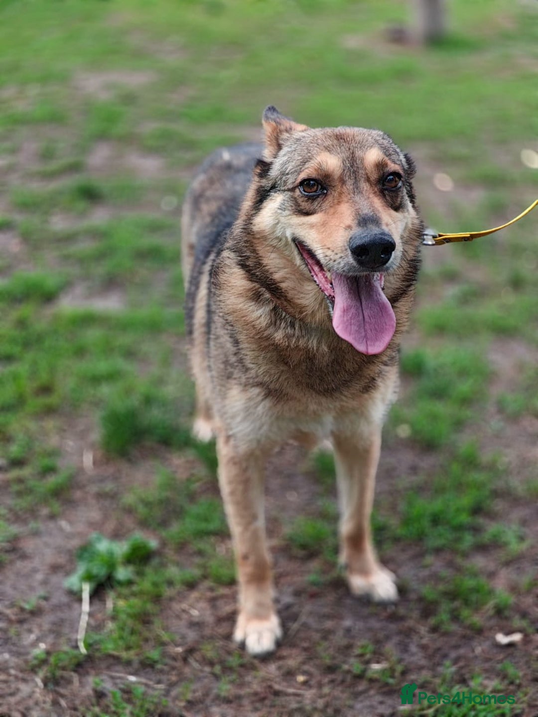 Mixed Breed dogs for adoption: 💙🐶 SIRKO 🐶💙 - Image 21