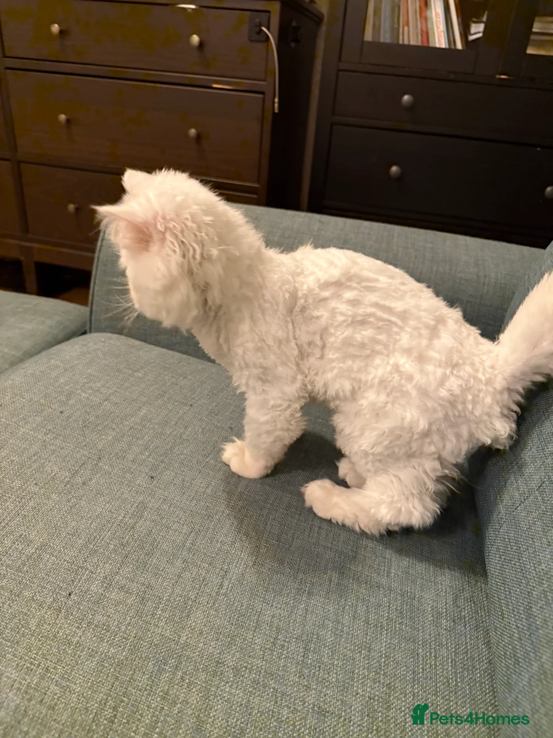 Persian cats for sale: 	Healthy playful kitten ready for loving home - Advert 5