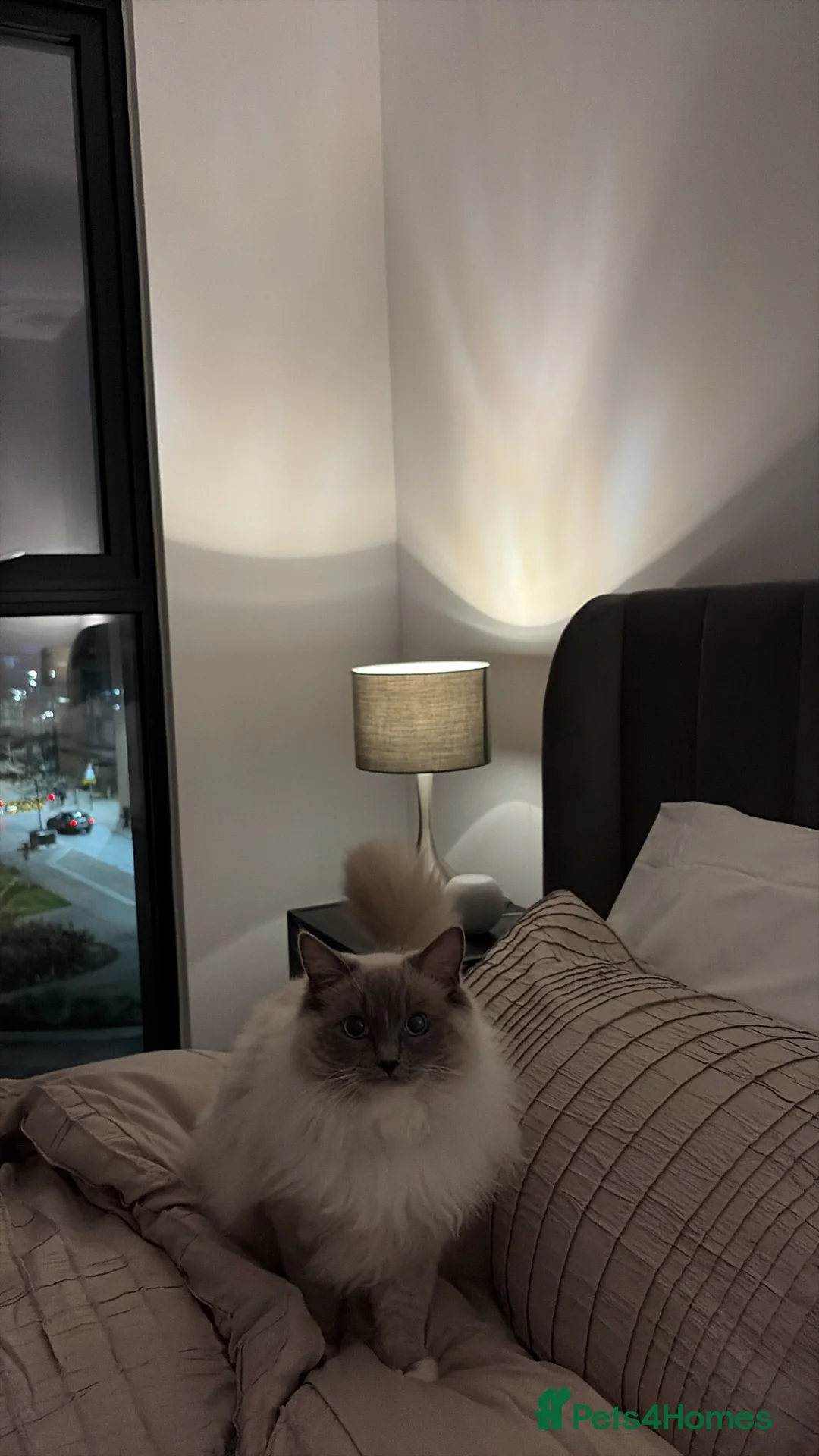 Ragdoll cats for stud: Beautiful purebred Ragdoll for stud  in Salford - Advert 5