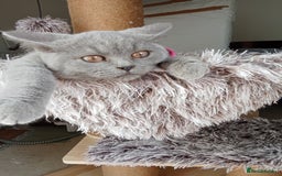 Brazilian Shorthair cats for sale: Beautiful blues Bristh short hair - Image 2