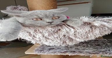 Brazilian Shorthair cats - Advert 12