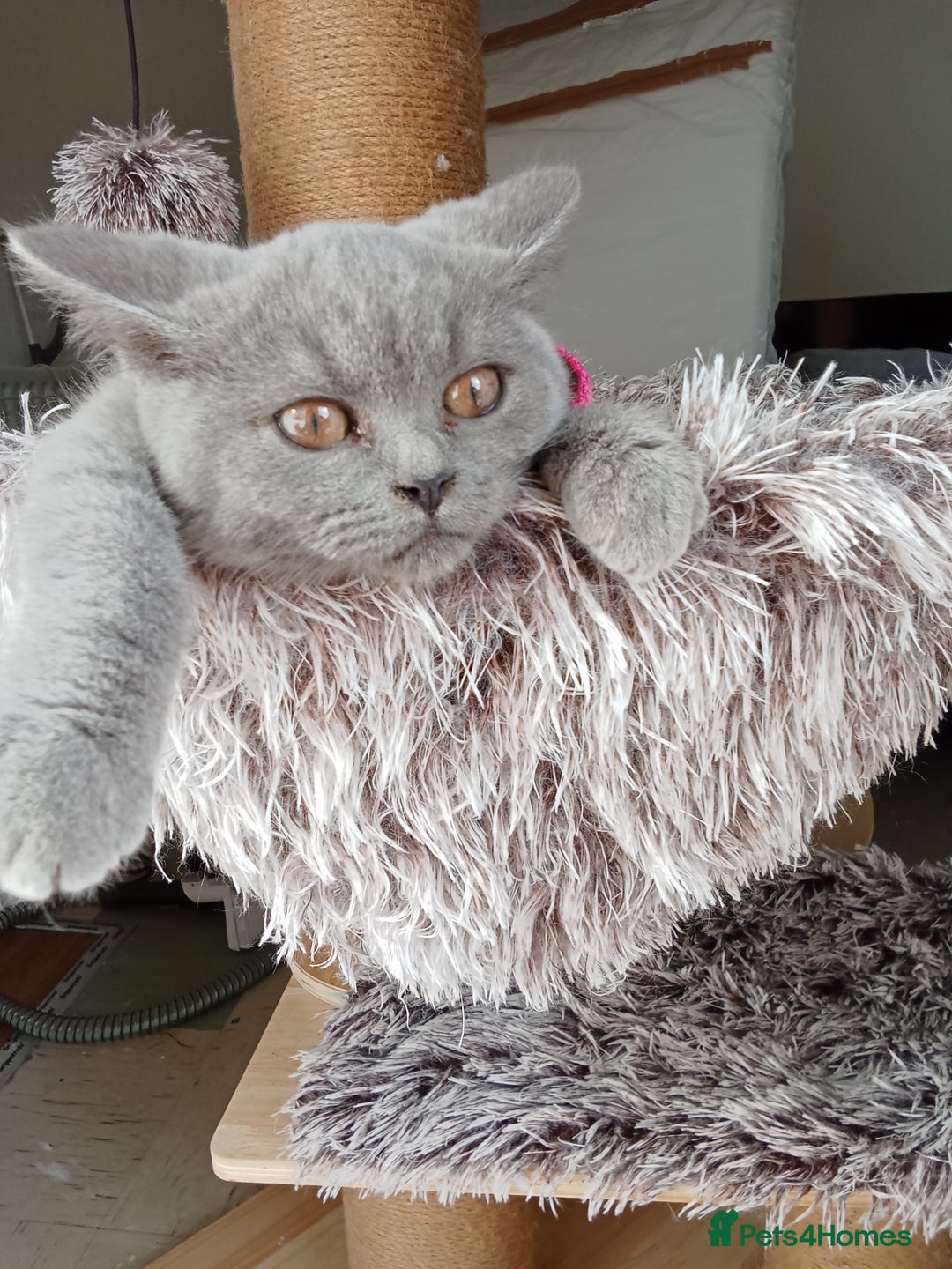 Brazilian Shorthair cats for sale: Beautiful blues Bristh short hair - Image 2