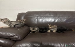 Mixed Breed cats for sale: BEAUTIFUL KITTENS FOR SALE - Image 5