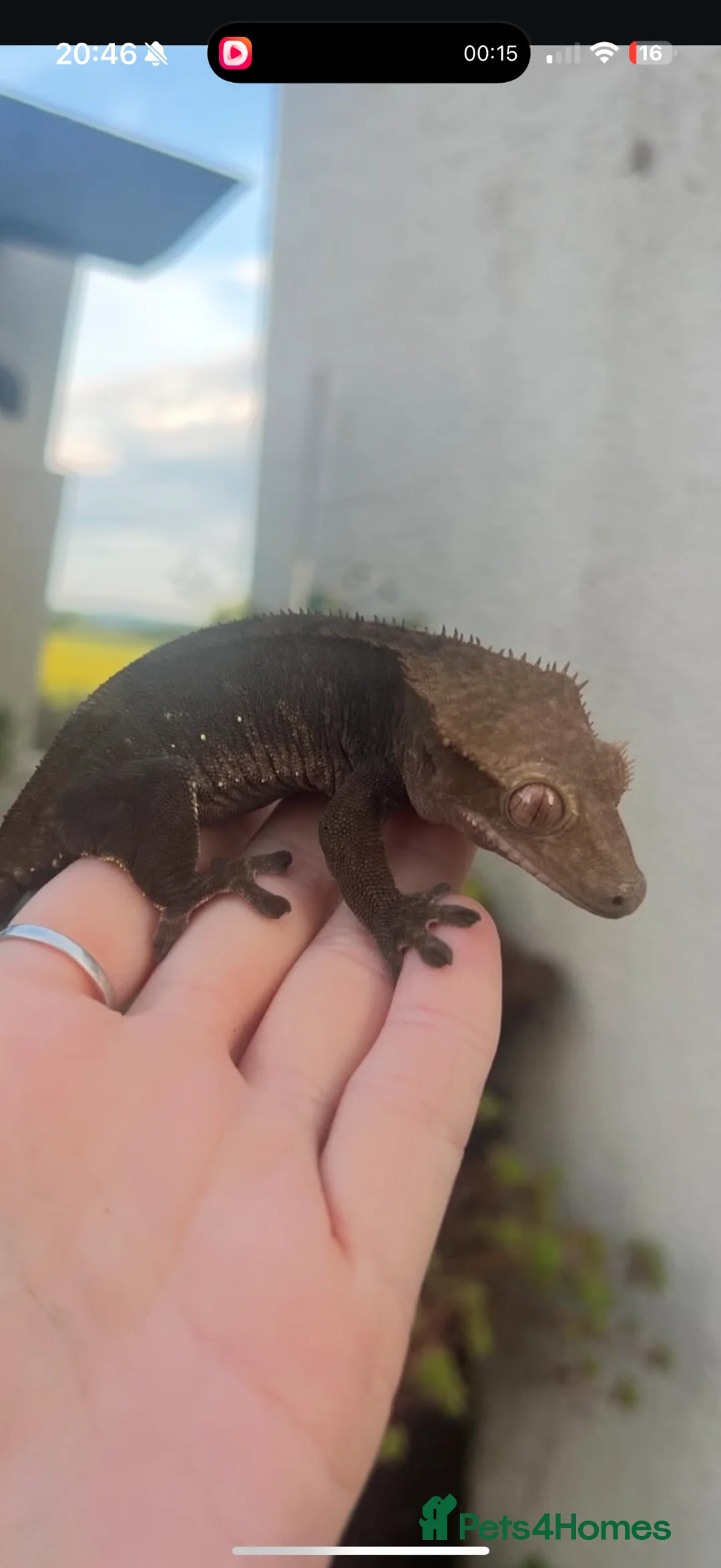 Gecko reptiles for sale: Female Cresties, laying duds in Taunton - Advert 2