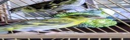 Finches birds for sale: Siskins ( pair) in Cowbridge - Advert 3