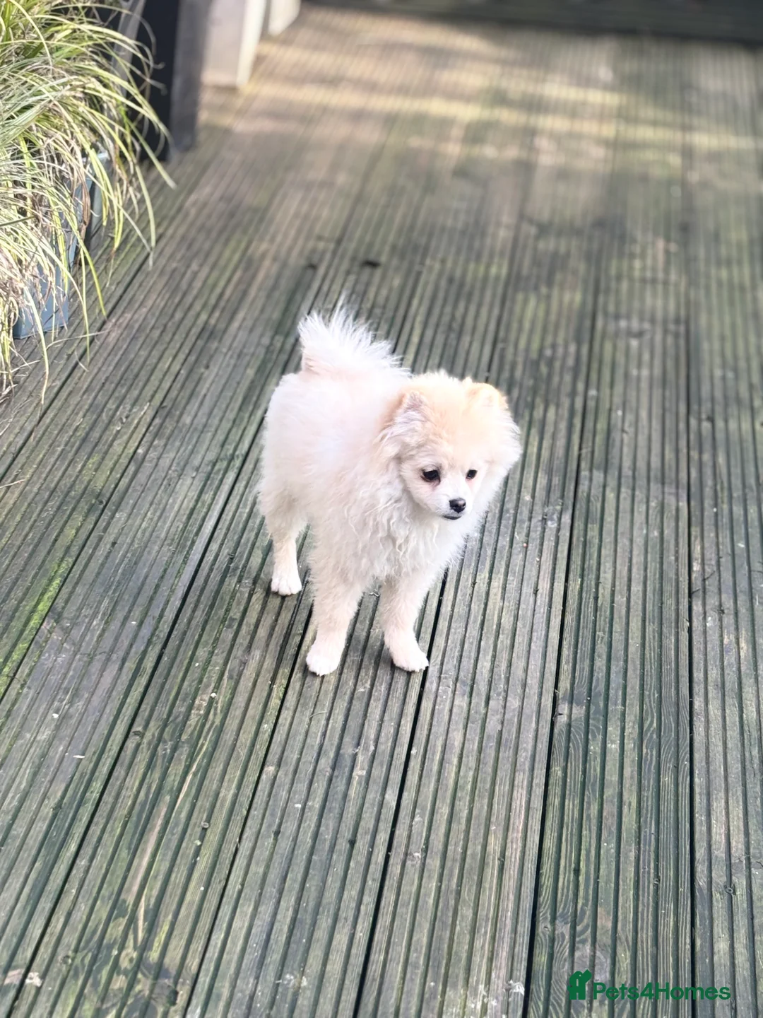 Pomeranian dogs for sale: 2 handsome boys looking for a loving home  - Advert 8