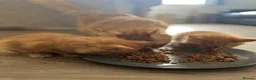 Maine Coon cats for sale: Stunning Mainecoon Kittens - Advert 24