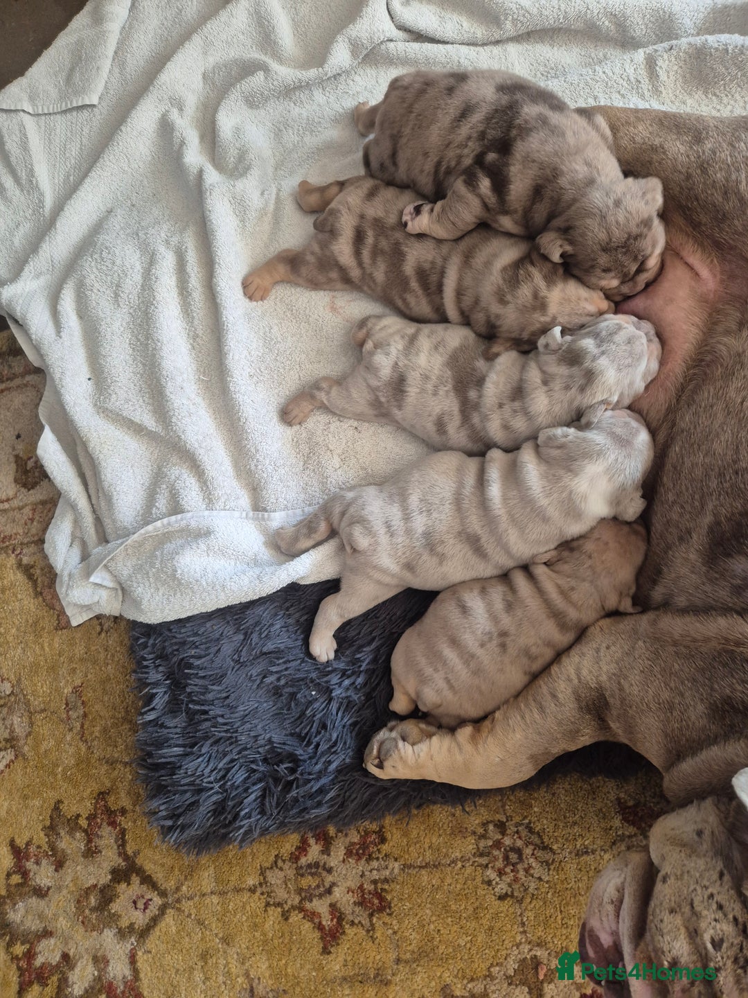 English Bulldog dogs for sale: Merle British Bulldog Pup's  - Image 2