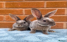 Rex rabbits for sale: Female & male mini rex rabbit kits VIENNA - Image 21