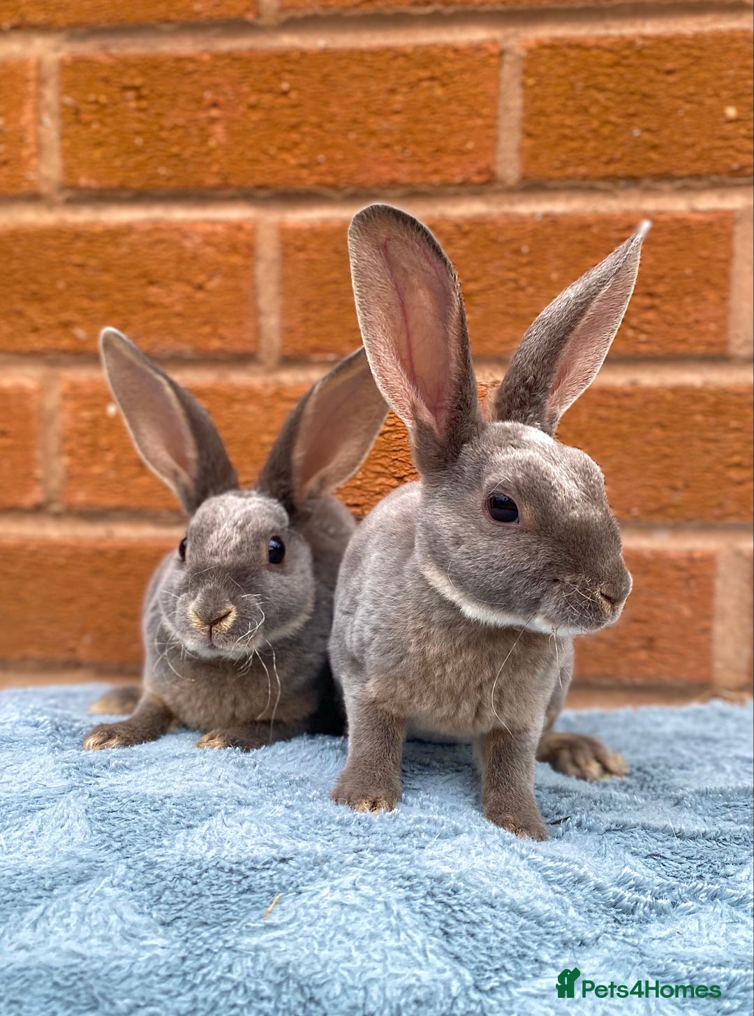 Rex rabbits for sale: Female & male mini rex rabbit kits VIENNA - Image 21