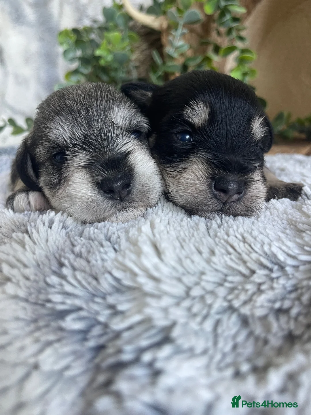Miniature Schnauzer dogs for sale: THERAPY RAISED MINI SCHNAUZER  - Advert 1
