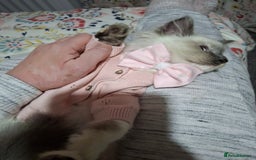Ragcoon cats for sale: Beautiful Colourpoint Tortie Female Ragdoll Kitten - Image 17