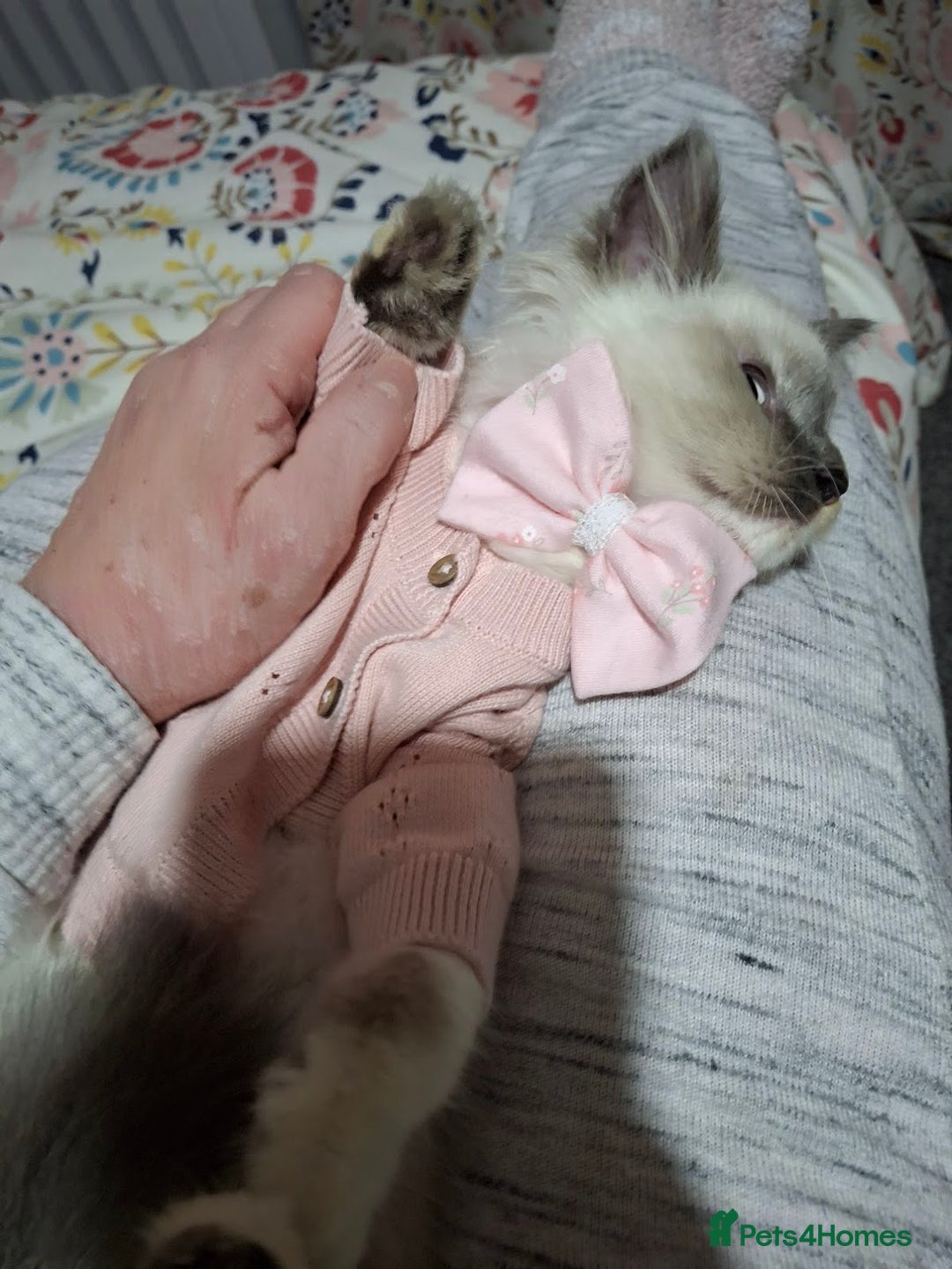 Ragcoon cats for sale: Beautiful Colourpoint Tortie Female Ragdoll Kitten - Image 17