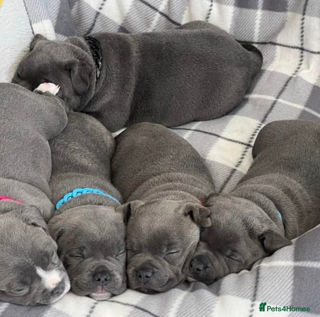 Staffordshire Bull Terrier dogs for stud: SOLID BLUE PIRO x JOKER BLOODLINE in London - Image 7
