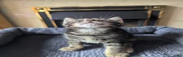 Mixed Breed cats for sale: Beautiful British short hair X - Advert 8