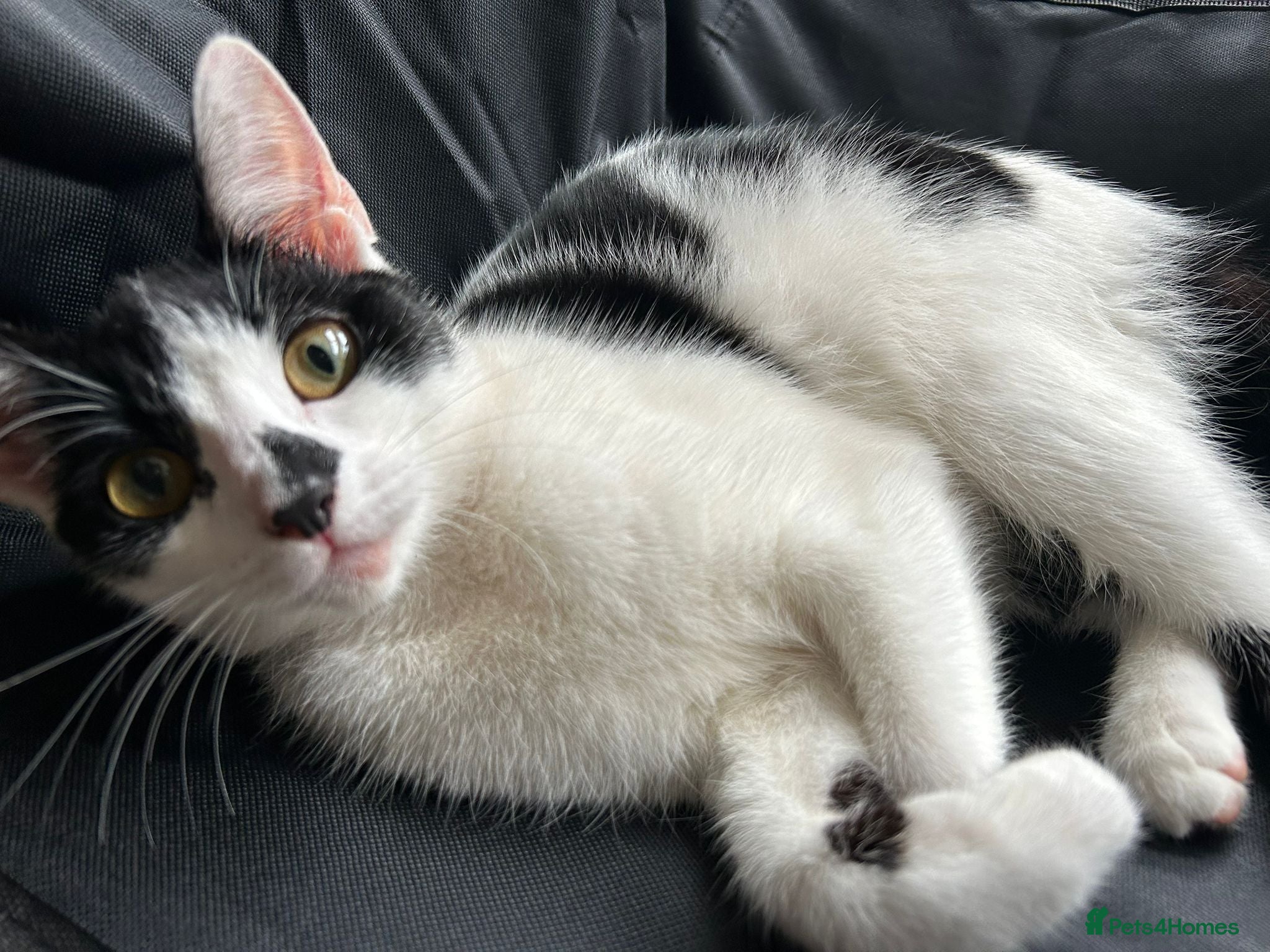 Mixed Breed cats 🐱 Adorable Black &White Domestic Shorthair Kitten - Advert 1