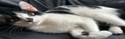 Mixed Breed cats for sale: 🐱 Adorable Black &White Domestic Shorthair Kitten in Swindon - Advert 1