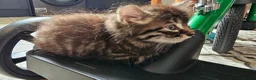 Mixed Breed cats for sale: Maine coon cross tabby - stunning fluffy kittens.. in Bridge of Weir - Advert 21