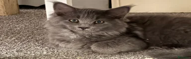 Maine Coon 5