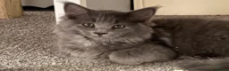 Maine Coon cats for sale: Purebred Maine Coon Kittens.Blue,Black Smoke,Tabby - Advert 28