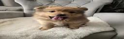 Pomeranian dogs for sale: Pomeranian Fox face - Advert 10