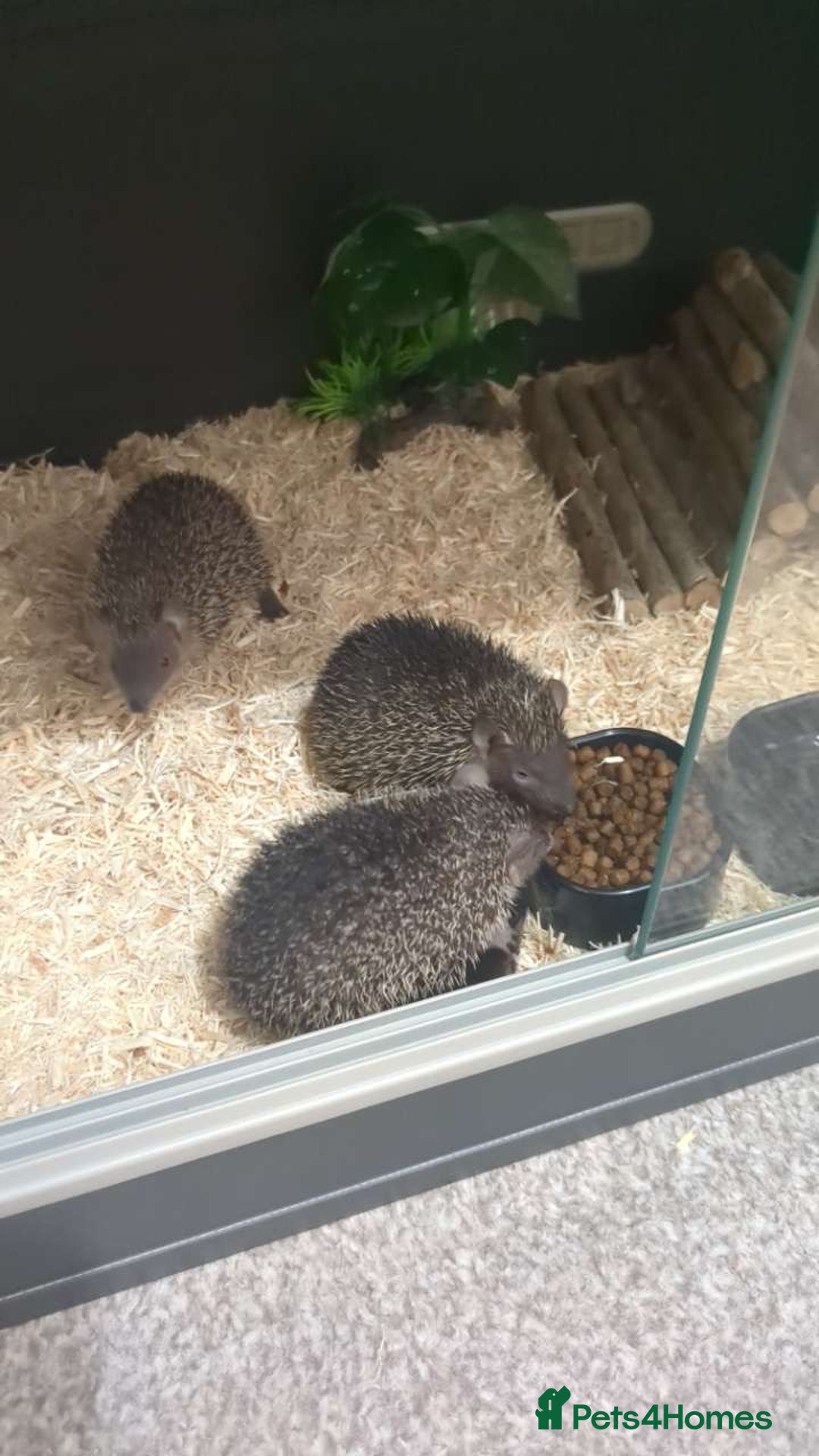 Pygmy Hedgehog rodents for sale: lesser tenrecs (ready to go now)  - Image 5